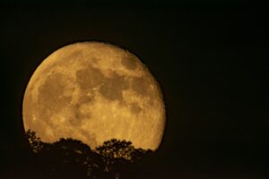 Alan Davis Harvest Moon