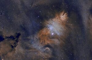 Christmas Tree Cluster Tommy Wilkinson