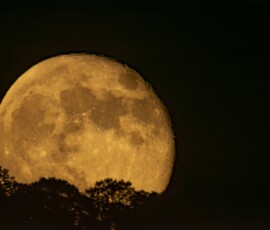 Alan Davis Harvest Moon