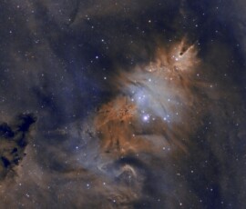 Christmas Tree Cluster Tommy Wilkinson
