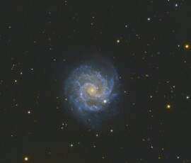 Vince Castello Little Pinwheel