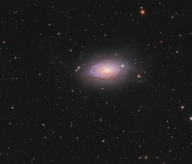 Vince Castello Sunflower Galaxy